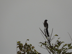 Dendrocitta formosae formosae