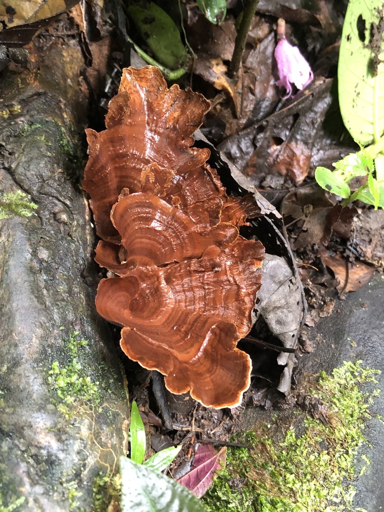 Microporus xanthopus · December 2019 · photo: © blazeclaw (iNaturalist, cc-by)