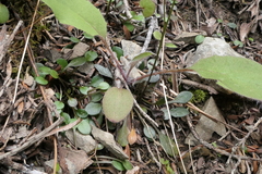 Cardamine dimidia