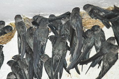 Collocalia esculenta