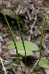Cardamine dimidia