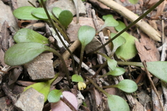 Cardamine dimidia