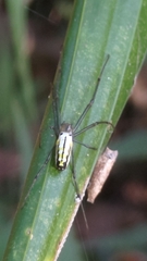 Leucauge blanda