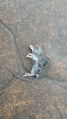 Rattus losea