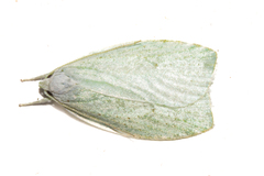 Nymphostola galactina