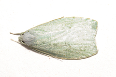 Nymphostola galactina