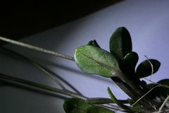 Cardamine dimidia