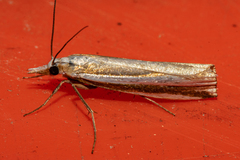 Orocrambus apicellus