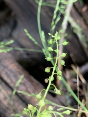 Rorippa sphaerocarpa