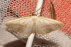 Orthoclydon praefectata