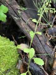 Rorippa sphaerocarpa