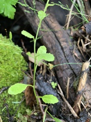 Rorippa sphaerocarpa