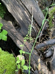 Rorippa sphaerocarpa