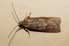 Phaeosaces apocrypta