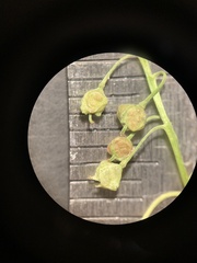 Rorippa sphaerocarpa