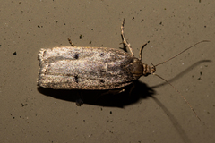 Phaeosaces apocrypta