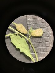 Rorippa sphaerocarpa