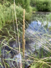 Calamagrostis stricta
