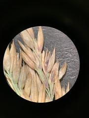 Calamagrostis stricta