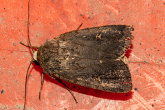 Proteuxoa tetronycha