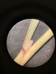 Calamagrostis stricta