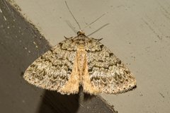 Pseudocoremia indistincta