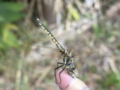 Hemicordulia tau
