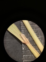 Calamagrostis stricta