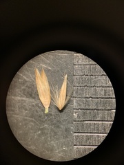 Calamagrostis stricta