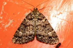 Pseudocoremia productata