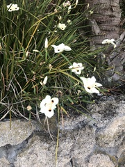 Dietes bicolor
