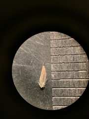 Calamagrostis stricta