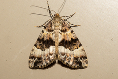 Pseudocoremia productata