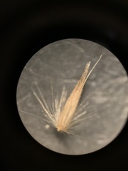 Calamagrostis stricta