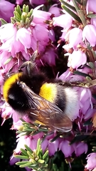 Bombus terrestris