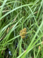 Carex athrostachya
