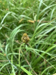 Carex athrostachya
