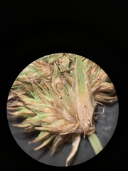 Carex athrostachya