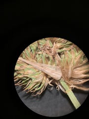 Carex athrostachya