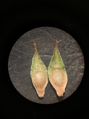 Carex athrostachya
