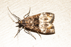 Scoparia minusculalis