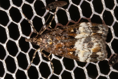 Scoparia minusculalis