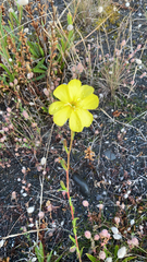 Oenothera stricta