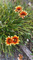 Gazania linearis