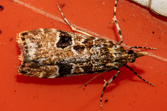 Scoparia ustimacula
