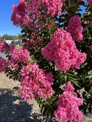 Lagerstroemia