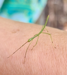 Anchiale austrotessulata