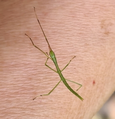 Anchiale austrotessulata