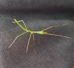 Anchiale austrotessulata