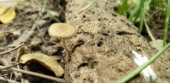 Cystoagaricus
